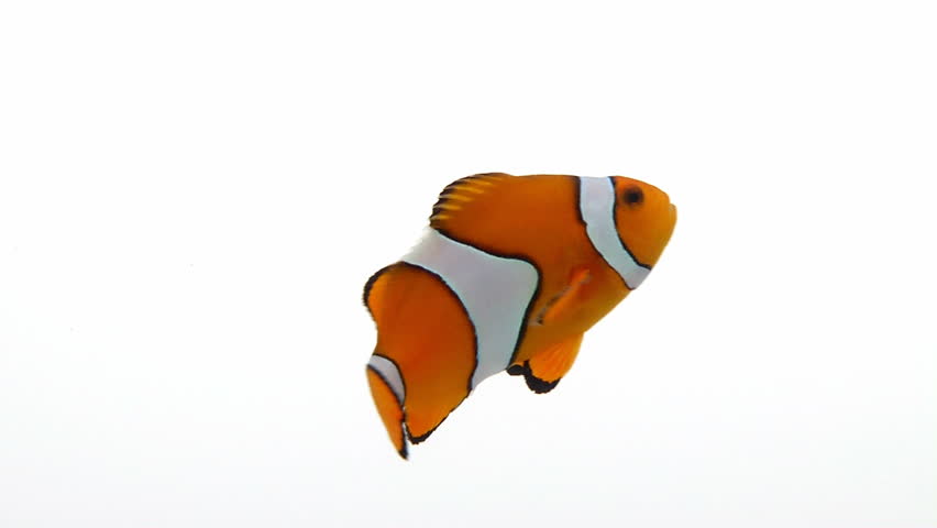 clownfish plugins